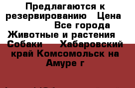 Предлагаются к резервированию › Цена ­ 16 000 - Все города Животные и растения » Собаки   . Хабаровский край,Комсомольск-на-Амуре г.